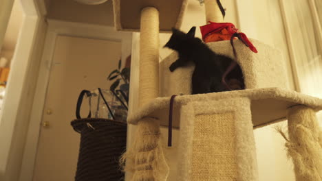 curious and playful bombay kitten in cat tower, medium shot truck left