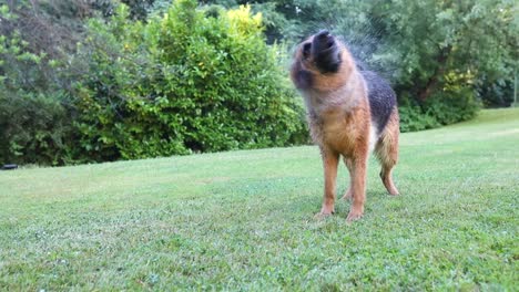 cinematische slow-mo-aufnahme eines deutschen hirtenhundes, der wasser aus seinem fell schüttelt, slow-motion, hund