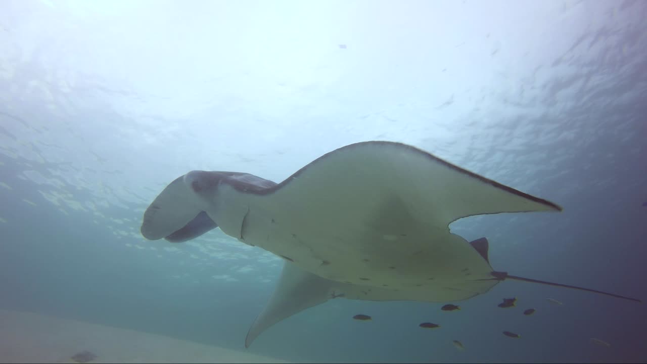 manta ray siendo limpiada de cerca