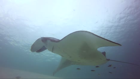 manta ray siendo limpiada de cerca