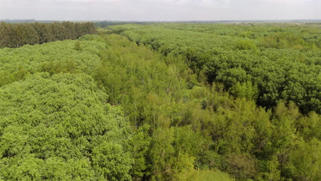 Lush wetland with dense green forest canopies ecosystem in the Paraná Delta, Argentina.