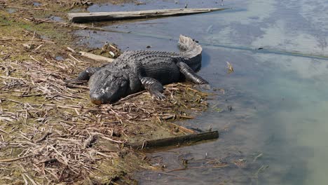 caimán americano perezoso tomando el sol en un lugar seco de un pantano a lo largo de la vía fluvial intercostera del golfo en el sur de texas - vista frontal