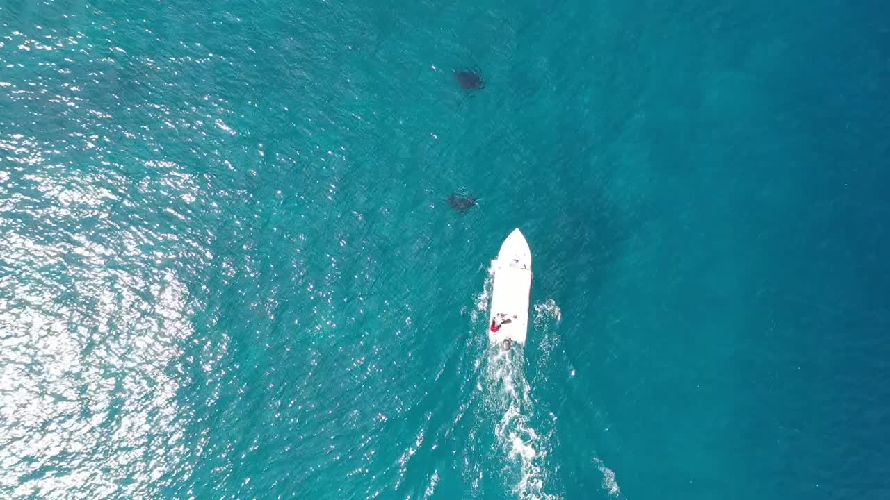 mantarrayas y un barco persiguiéndolos vista de drones en azul turquesa agua de mar de maldivas