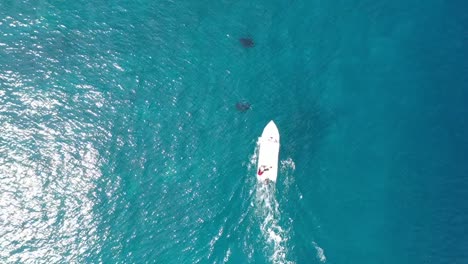 manta rays and a boat chasing them drone view in blue azure turquoise sea water of maldives