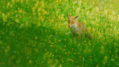 Ein-Fuchs-Sitzt-Auf-Einem-Feld-Und-Starrt-In-Die-Kamera