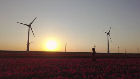 girl posing in field of tulips and wind turbines at sunset, aerial view