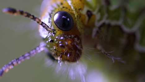 close-up of an insect
