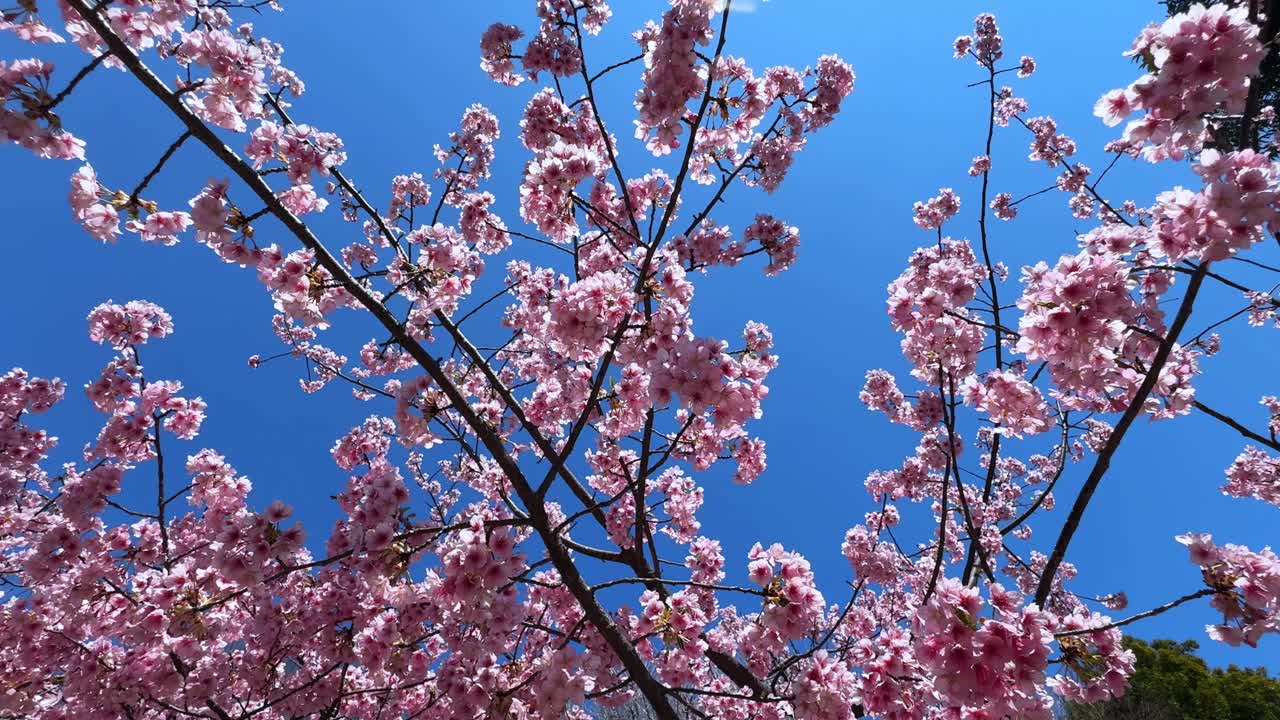 Beautiful cherry blossom tree under a bright blue sky, captured in Japan during spring