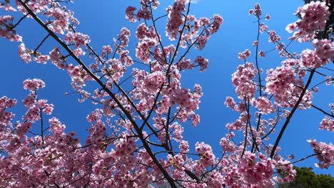 beautiful cherry blossom tree under a bright blue sky, captured in japan during spring