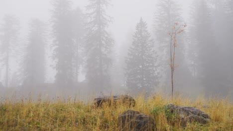 misty mountain forest with solitary tree