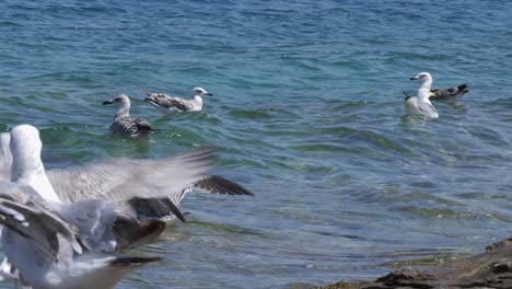 gaviotas nadando en el mar en calma en un caluroso día de verano