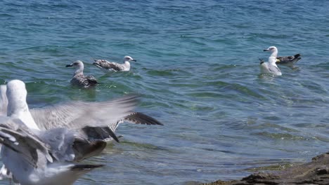 seagulls swimming in the calm sea in a hot summer day