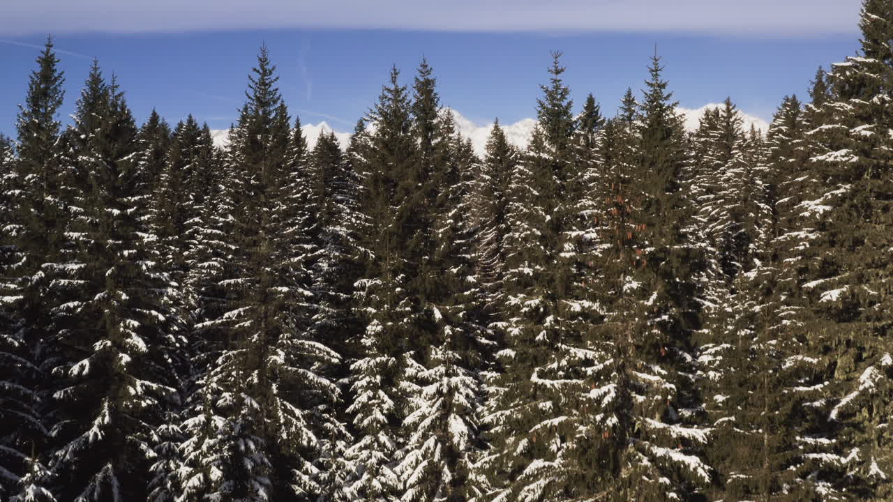 Winter Forest Landscape with Snowy Peaks
