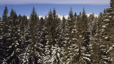 winter forest landscape with snowy peaks