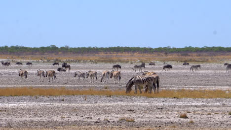 Zebras-in-Etosha-National-Park