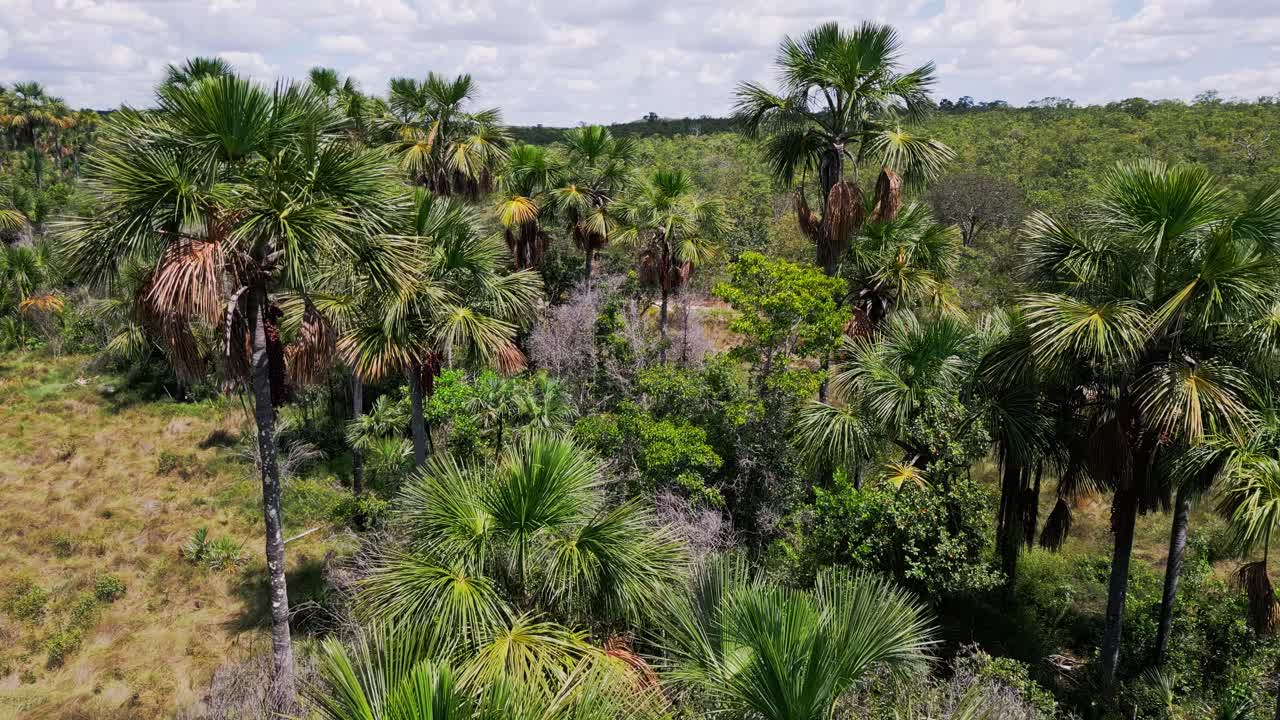 Cerrado brasiliano con prateria degradata e colpita dalla siccità, vegetazione rada e palme di buriti sparse sotto un cielo nuvoloso, che evidenzia gli impatti del cambiamento climatico sulla savana, ripresa aerea lenta