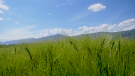 Idyllic-smooth-truck-shot-showing-green-blooming-barley-field-against-mountain-silhouette-and-blue-sky-in-nature,close-up