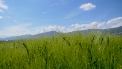 idyllic smooth truck shot showing green blooming barley field against mountain silhouette and blue sky in nature,close up