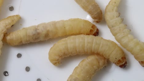 primer plano de los gusanos de cera, larvas de la polilla de cera un parásito y plaga de las colmenas