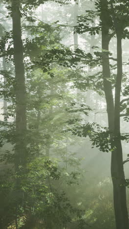 rayos de sol en la niebla del bosque