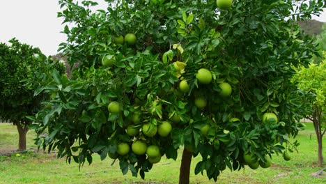 tiro de árboles de limón y lima con un montón de frutas que crecen en ellos con exuberantes colinas verdes en el fondo