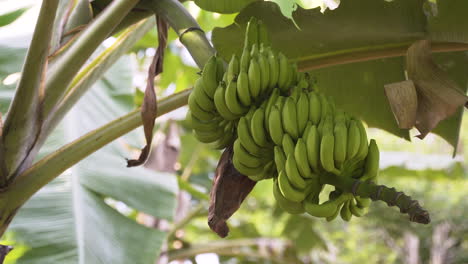 bunch of green bananas ripening on banana tree in zanzibar rainforest