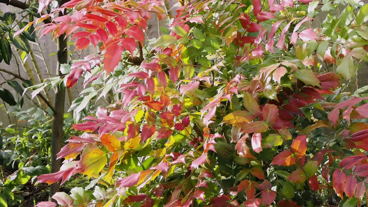Mangefarvede piggede blade af mahonia om vinteren