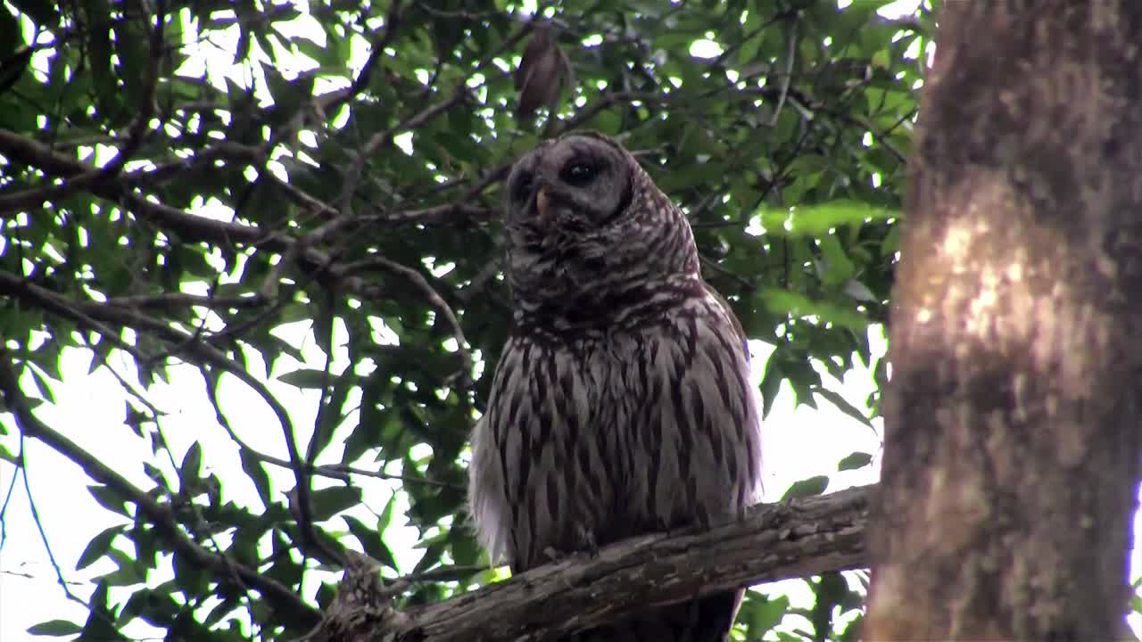 막대올빼미가 나무에서 소리친다 3