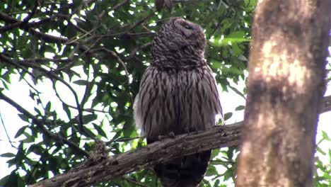 un búho barrado llama desde un árbol 3