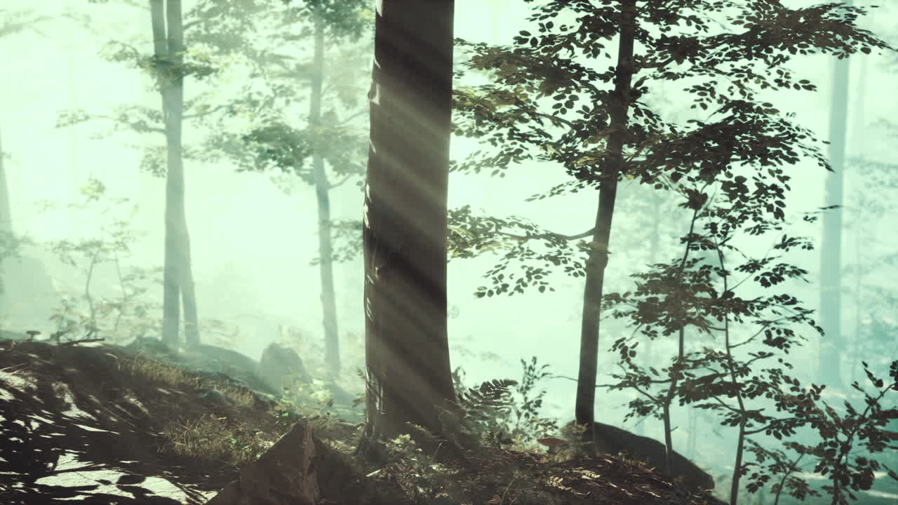 떠오르는 태양은 안개가 많은 여름 아침에 낙 ⁇  숲에 떨어집니다.