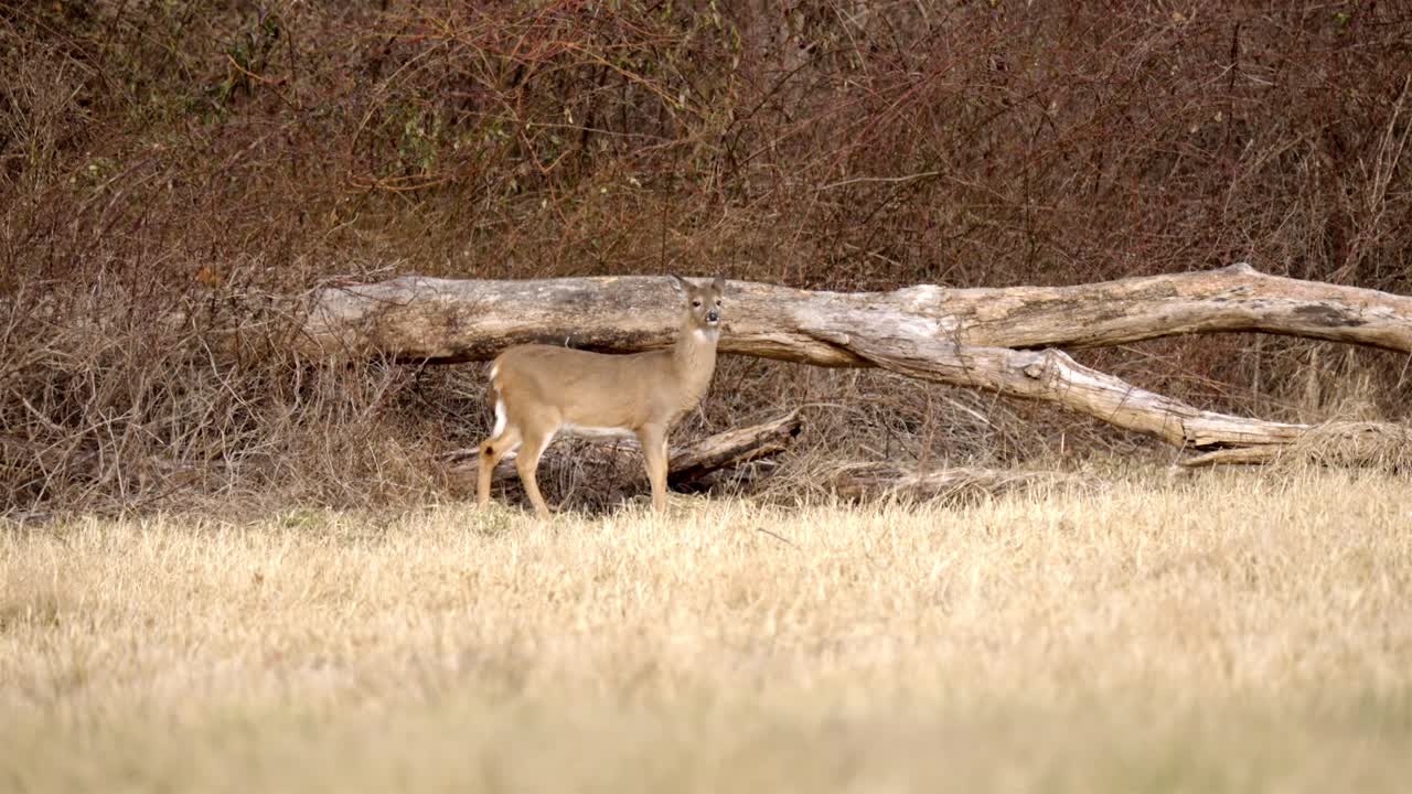 Female deer looking around and eating dry grass on a winter meadow, on a sunny day