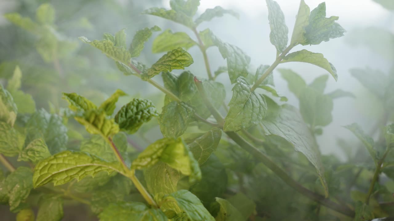 humo que sopla a través de las hojas verdes de la planta de menta verde fresca