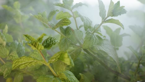 Smoke-Blowing-Through-Green-Leaves-Of-Fresh-Spearmint-Plant