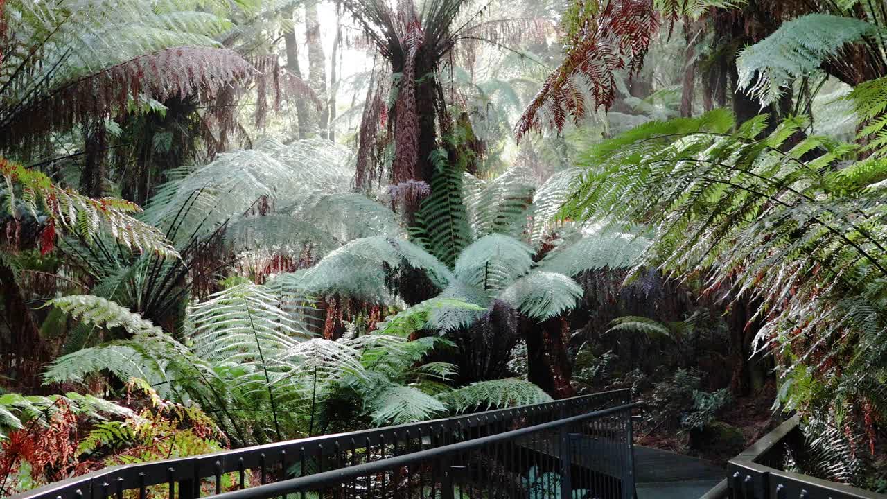 Lush rainforest path with towering ferns