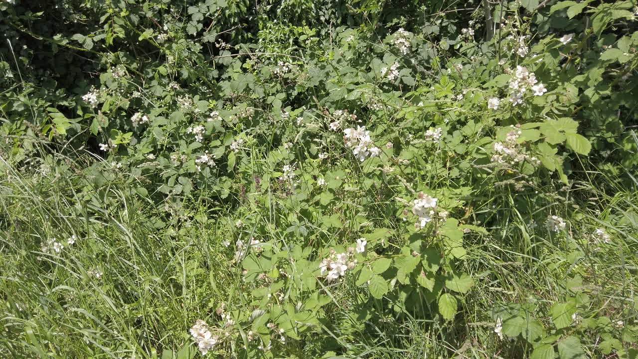 flores blancas de la zarza espinosa que se muestran en primavera
