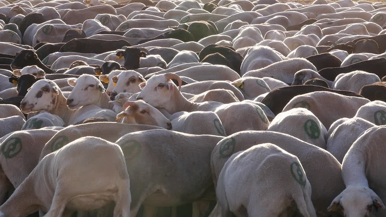A dense flock of sheep and goats huddled together under intense light. It depicts traditional livestock farming and farm life, with the animals branded on their backs