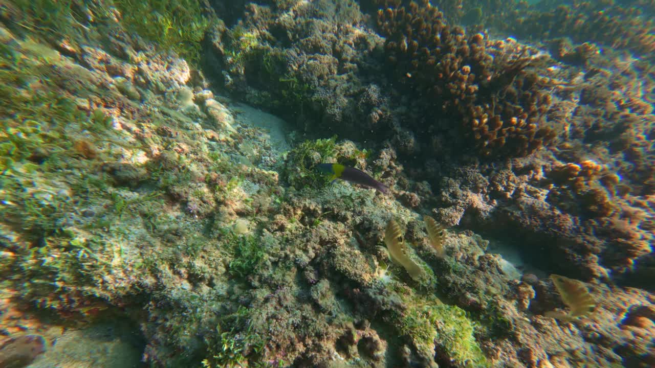 Small colorful fish swimming over rocky coral reef in Tenacatita, Jalisco, Mexico