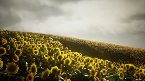 Hermosos-Girasoles-Y-Nubes-En-Una-Puesta-De-Sol-De-Texas