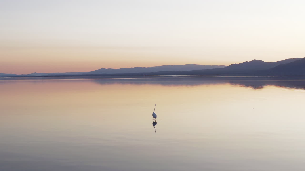 Great Egret in tranquil Salton Sea at sunset, serene Mojave landscape