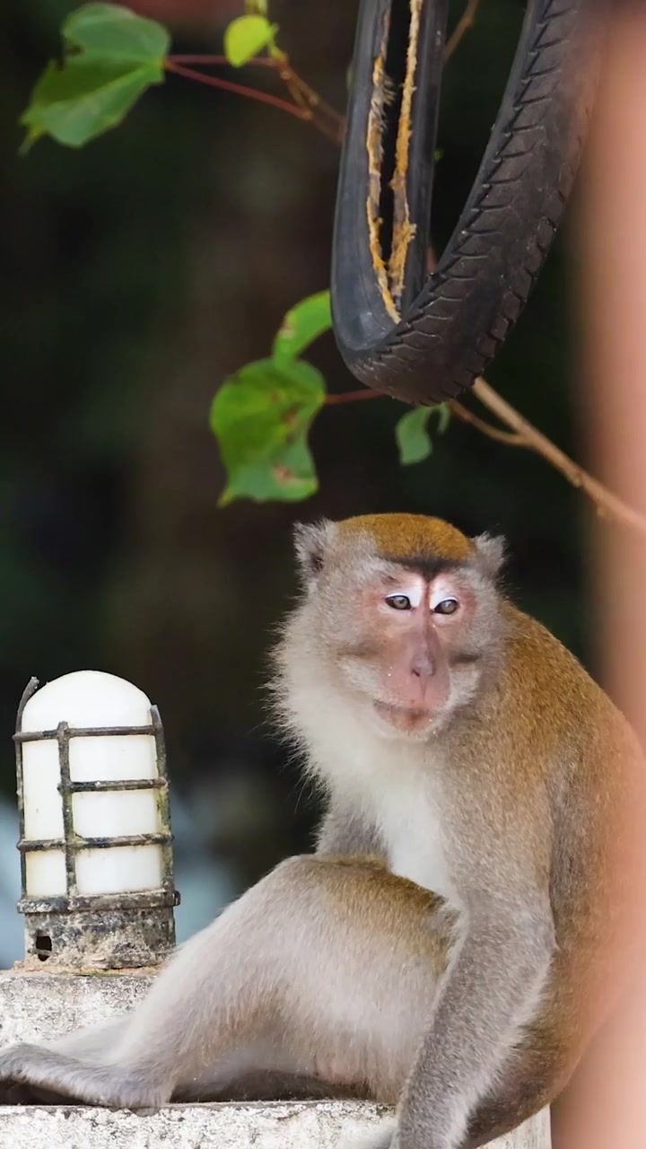 A curious macaque monkey sits on a stone wall, observing its surroundings in Krabi.