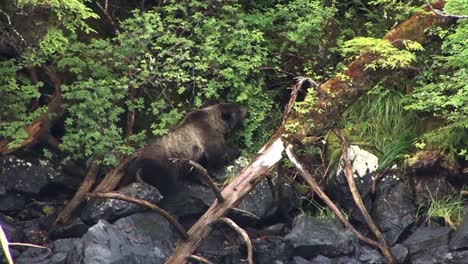 Cachorro-De-Oso-Negro-Comiendo-Bayas-Sentado-En-Las-Rocas-De-La-Orilla-Del-Río-En-Alaska