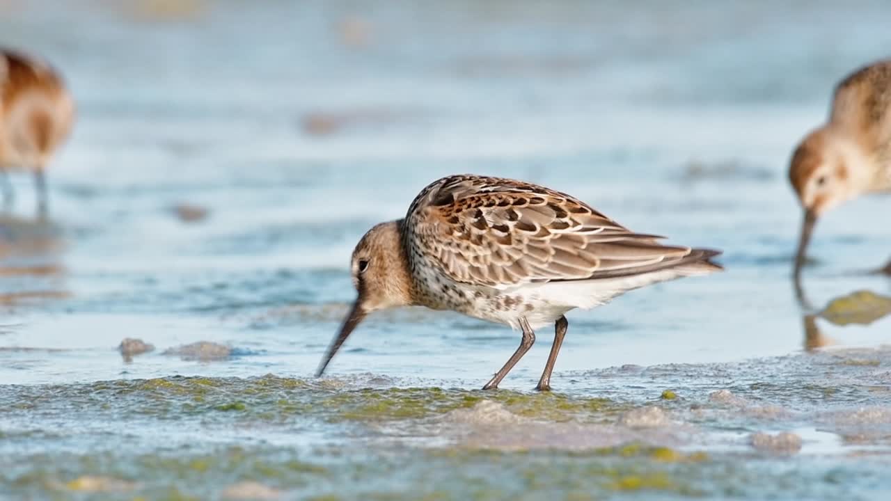 Cinematic wildlife footage of a Red Knot (Calidris canutus) feeding at sunrise on a tidal flat in a western Norwegian fjord, captured in soft golden hour light