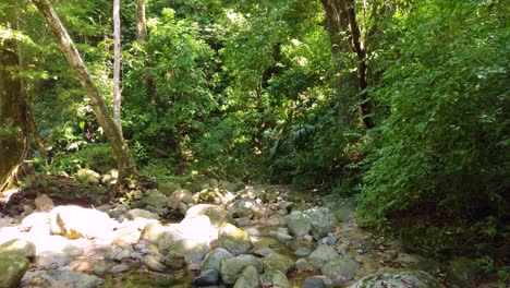 video shot exploring the middle of the jungle