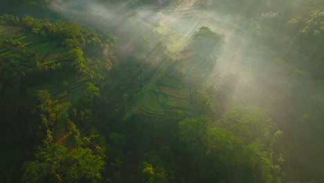 Aerial-morning-drone-view-of-some-rice-paddy-fields-in-a-misty-morning-located-in-Tampaksiring,-North-Bali