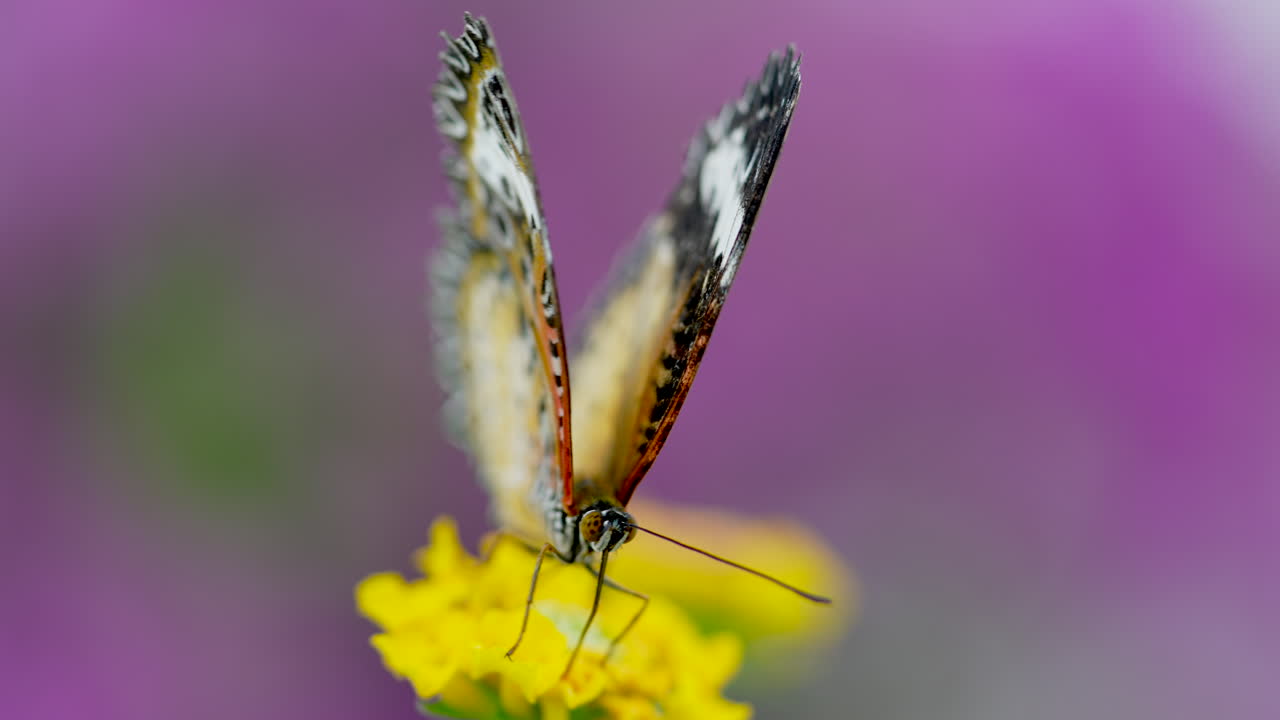Scatto macro di una farfalla monarca posata su un fiore giallo davanti a un'aiuola di lavanda viola. Dettaglio delle ali e del corpo.