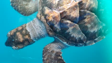 tortugas bebés en un estanque de cría