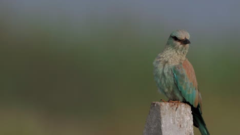 A-European-Roller-sits-on-a-concrete-stump-during-early-winter-morning-looking-around