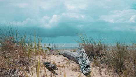 an angry storm begins brewing in the clouds on the horizon of a beach at low tide as various bushes, flowers and dead branches lay still on the calmful beach