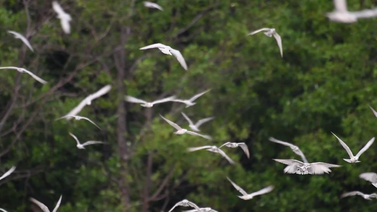제비갈매기는 전 세계 바다, 강 및 기타 더 넓은 수역에서 볼 수 있는 바닷새입니다.