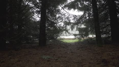 cars-passing-on-street-behind-forested-area-misty-morning